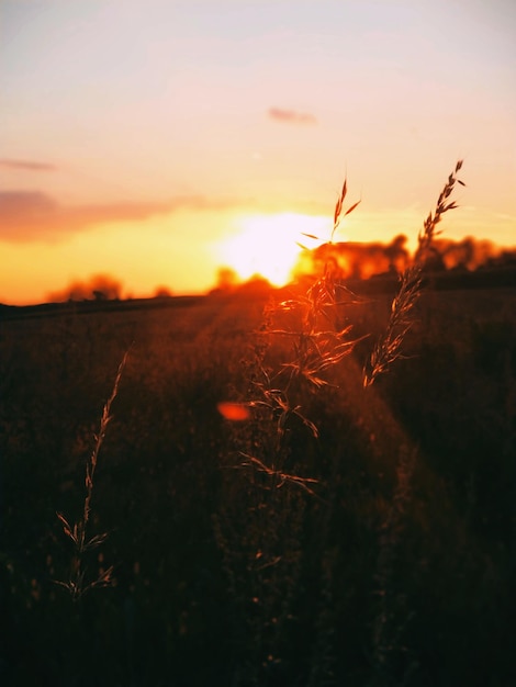 Photo plants growing on scenic field against sky at sunset