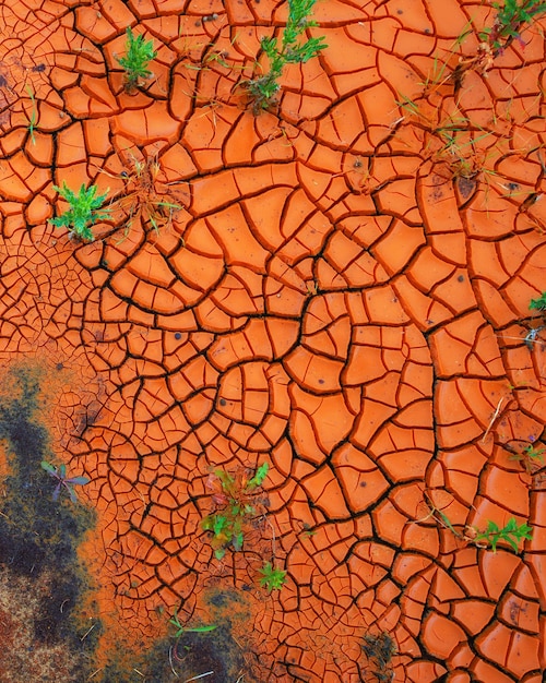 Plants growing through cracked dry land in a barren landscape Closeup of an artistic image in bright rusty orange with copyspace New growth symbolising endurance bounce back courage and strength