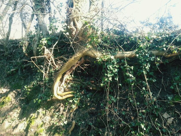 Plants growing on tree trunk