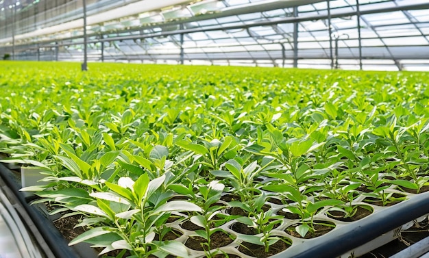 plants growing in a very large plant commercial indoor farm greenhouse