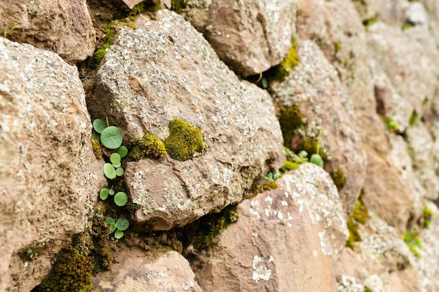 Plants growing on wall