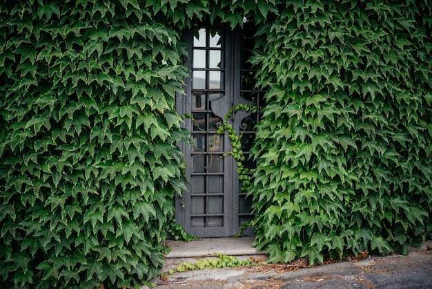 Photo plants growing on wall