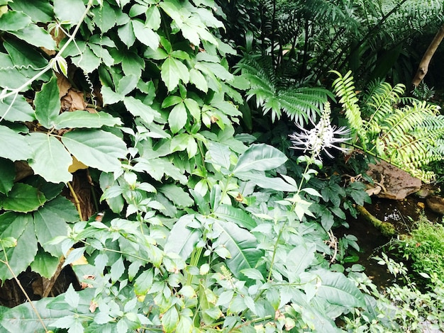 Plants growing in water