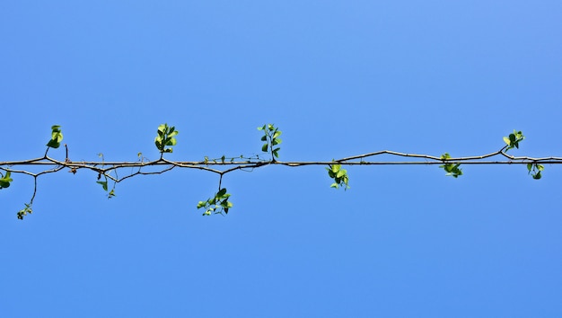 Plants ivy