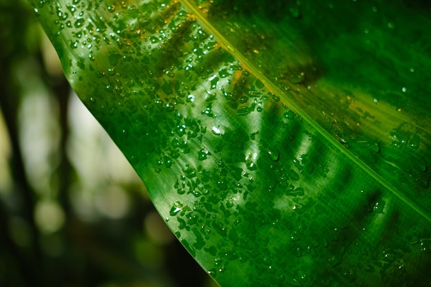 Plants near a pond in the rainforest botanical garden High quality photo