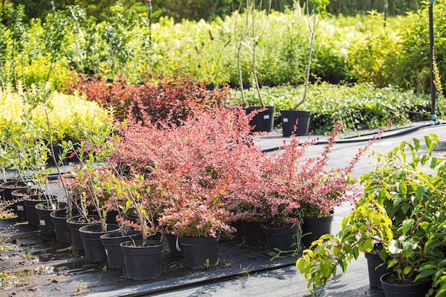 Plants at the outdoor flower shop Berberis thunbergii