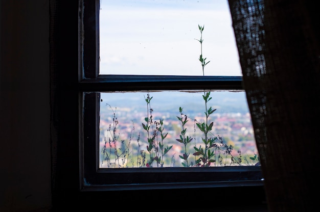 Plants outside the window on the windowsill