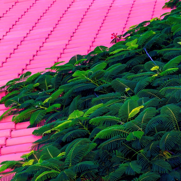 Plants on pink concept. Canary island