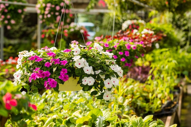 Plants for sale at the small local nursery.