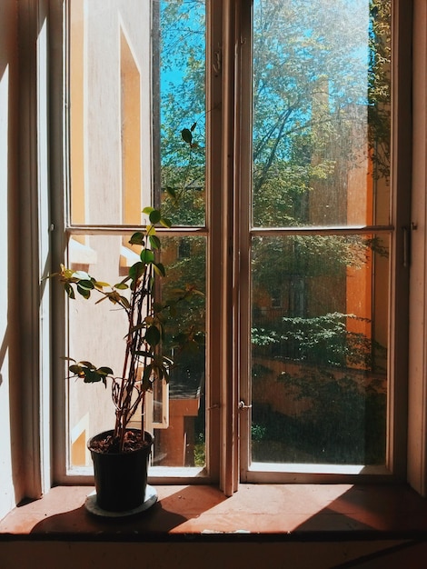 Plants seen through window of house