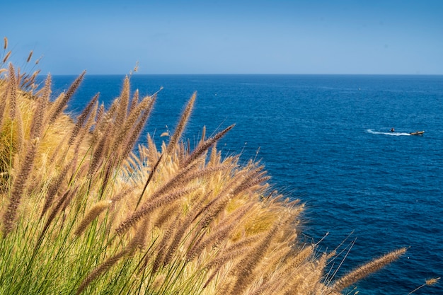 Plants on the south coast of Gran Canarias