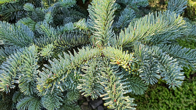 Plants on a stone background. Pine, thuja and spruce branches.