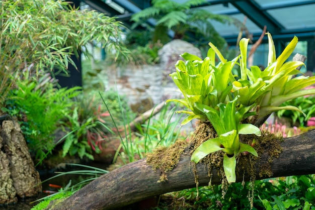 Plants and stones in the terrarium Beautiful natural background