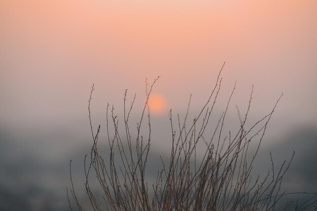 Plants at sunset