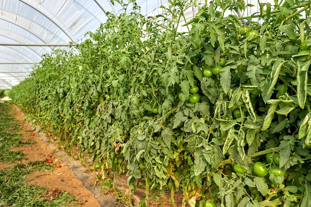 Plants tomatoes growing inside greenhouse.