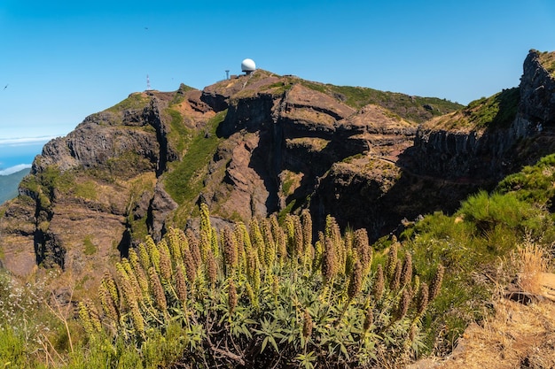 Plants on top of the Ninho da Manta viewpoint on Pico do Arieiro Madeira Portugal