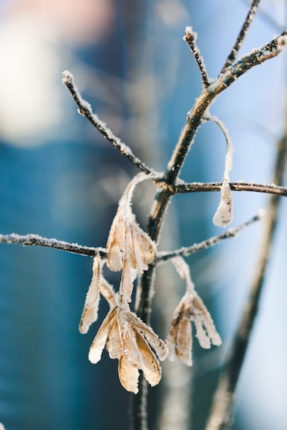 Plants in winter covered with frost and snow