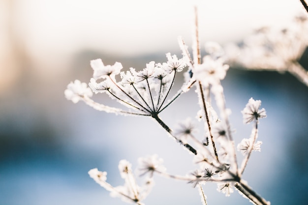 Plants in winter covered with frost and snow