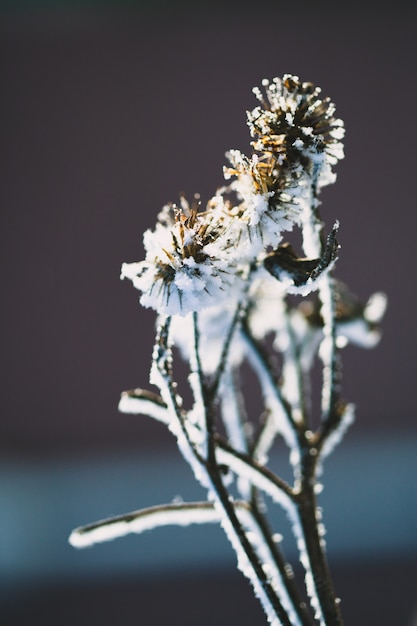 Plants in winter covered with frost and snow