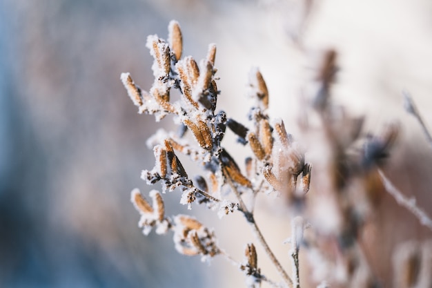 Plants in winter covered with frost and snow