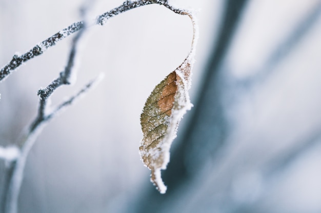 Plants in winter covered with frost and snow