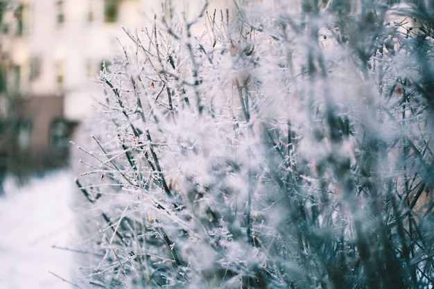 Plants in winter covered with frost and snow