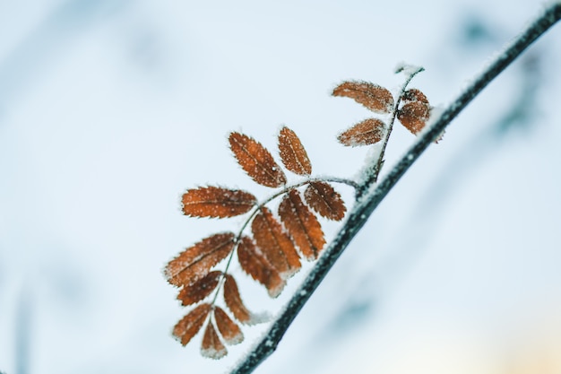 Plants in winter covered with frost and snow