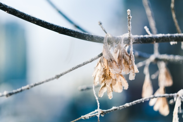 Plants in winter covered with frost and snow