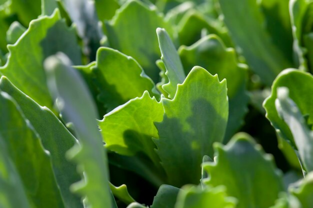 Plants with green foliage in the summer