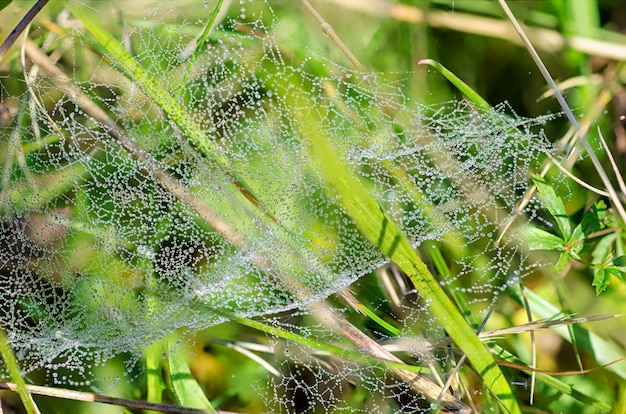 Plants with web