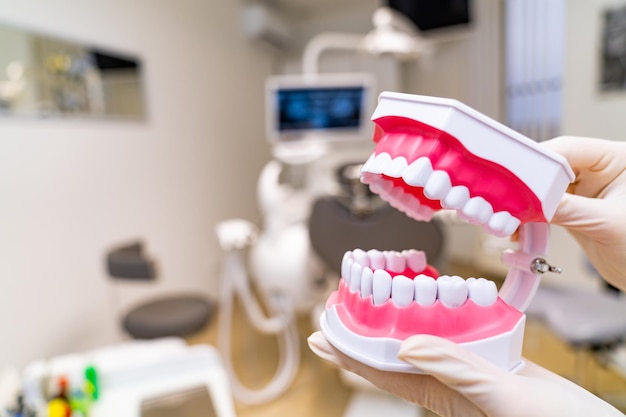 Plastic anatomical model of a human jaw Teeth plastic example