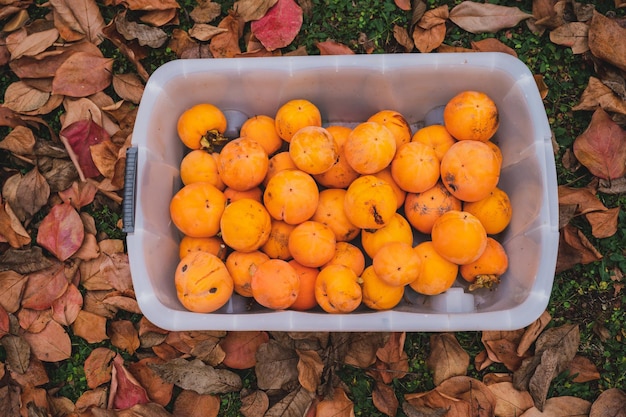 Plastic box full of delicious vitamin rich persimmon fruits