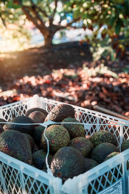 Plastic box with hass avocado harvested in the field under a tree