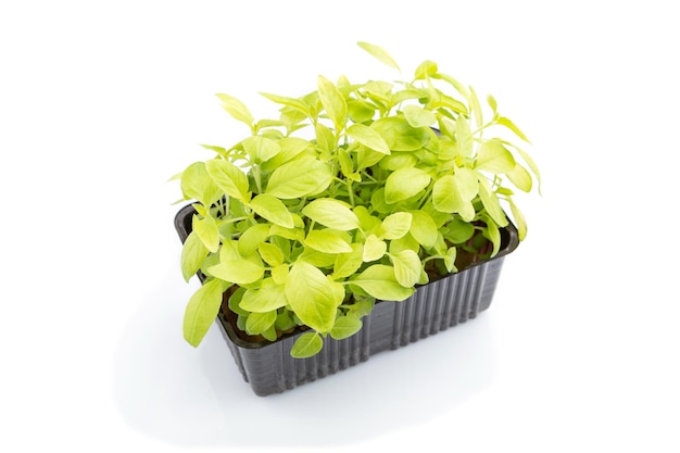 Plastic box with microgreen sprouts of basil isolated on white background. Side view, close up.