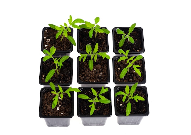 Plastic containers with young green growing seedlings of tomatoes isolated on white