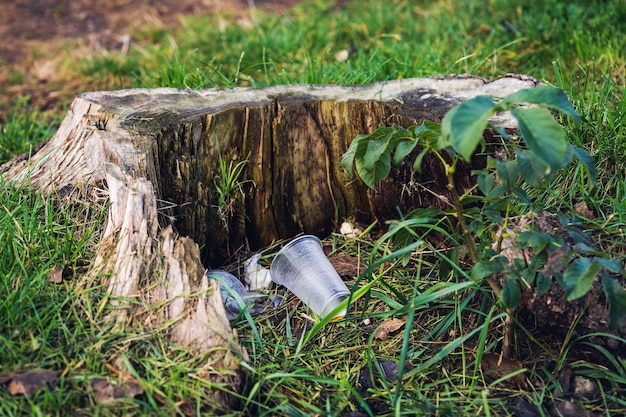 Plastic glasses are lying on the grass near the stump. Environmental pollution concept.