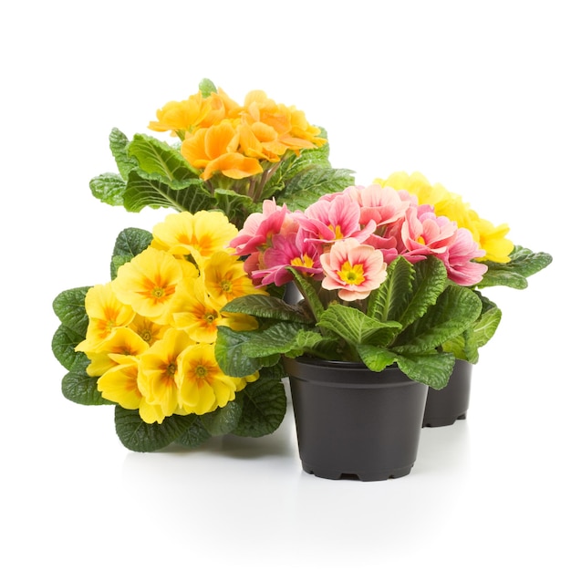 Plastic growing pots with primula flowers in the spring