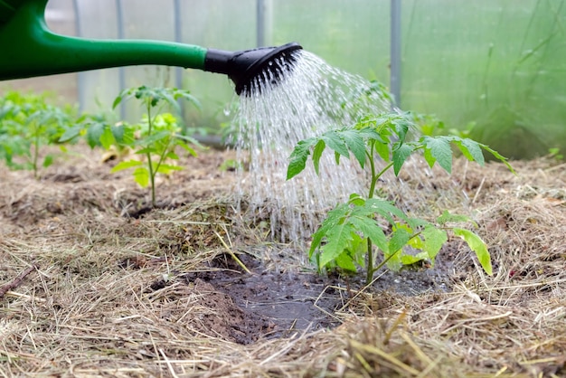 Plastic sprinkling can or funnel watering tomato plant in the greenhouse