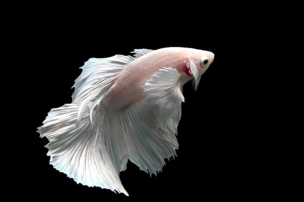 Platinum halfmoon dumbo ear siamese fighting fish on black background