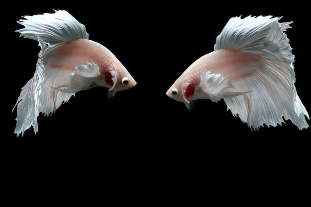 Platinum halfmoon dumbo ear siamese fighting fish on black background