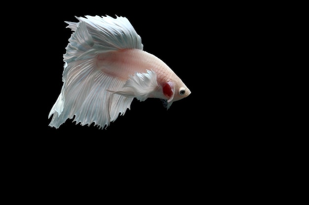 Platinum halfmoon dumbo ear siamese fighting fish on black background