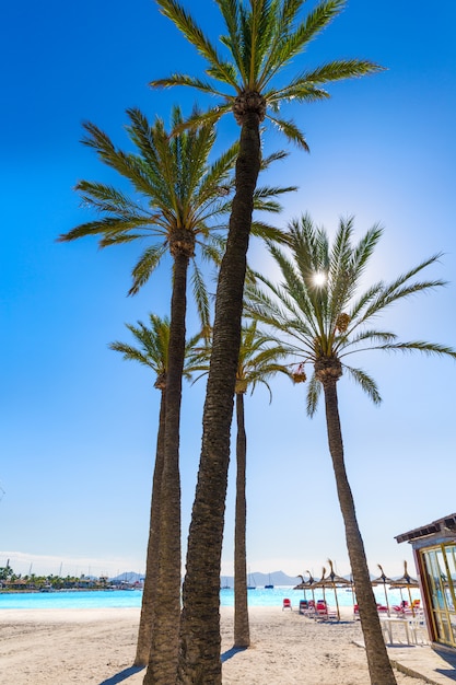 Platja de Alcudia beach in Mallorca Majorca