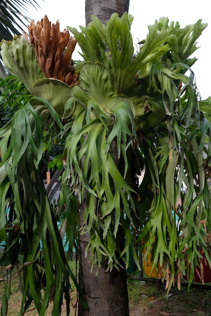 Platycerium bifurcatum, the elkhorn fern or common staghorn fern, is species of fern native to Java.