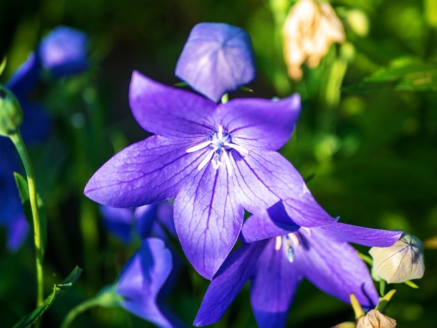 Platycodon Fuji Blue Bell flower Campanula