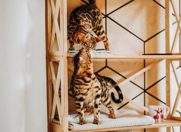 A playful Bengal kitten climbed onto a wooden shelf Love for pets