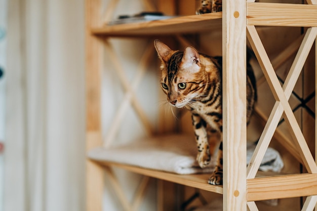 A playful Bengal kitten climbed onto a wooden shelf Love for pets