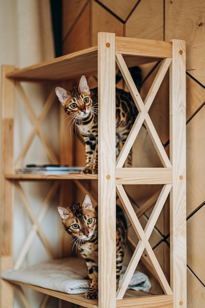 A playful Bengal kitten climbed onto a wooden shelf Love for pets