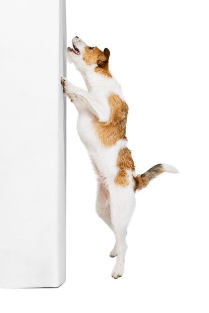 Playful cute dog terrier posing leaning on wall isolated over white studio background Concept of pets love animal life