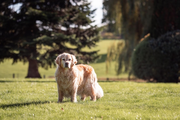 Playful Cute Lovely Adorable Golden Retriever Dog plays and runs in a park on open field with green grass