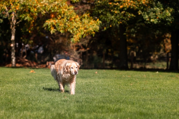 Playful Cute Lovely Adorable Golden Retriever Dog plays and runs in a park on open field with green grass